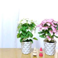 スイートピー,トルコキキョウ,プリンセチア,リシアンサス,雲龍柳の画像