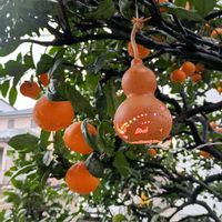 ミカン,ヒョウタンランプ,ヒョウタンの種子,雌雄同株,雌雄同株異花の画像