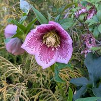 アロエ,クリスマスローズ,サザンカ,ツバキ,ボケの画像