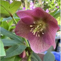 クリスマスローズ,クリスマスローズ,ススキ,ススキ,モクレンの画像