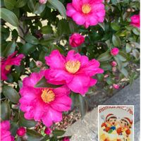 サザンカ,サザンカ,シェフレラ,シェフレラ,ツバキの画像