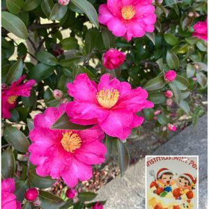 サザンカ,サザンカ,シェフレラ,シェフレラ,ツバキの画像