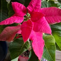 プリンセチア,プリンセチア,ハイビスカス ミセスユミ,オタカンサス　ブルーキャッツアイ,オタカンサス　ブルーキャッツアイの画像