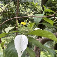 コンロンカ,南の島﹆の画像