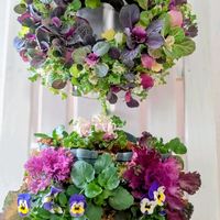 ハボタン,葉牡丹,ビオラ,ハンギングバスケット,クリスマスディスプレイの画像