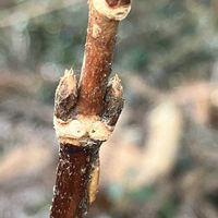 ムラサキシキブ,コクサギ(実),コアジサイ？(冬芽),マルバアオダモ(冬芽),山野草の画像