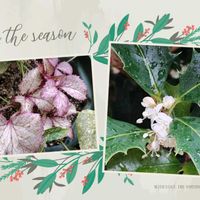 クリスマスローズ,ヒイラギ,ステルニー　オーロラ,植物のある暮らし,植中毒の画像