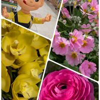 シンビジウム,シンビジウム,ラナンキュラス,ラナンキュラス,プリムラ マラコイデスの画像