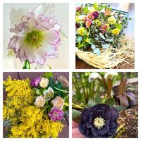 エキナセア,クリスマスローズ,シャクヤク,ヘデラ,葉牡丹の画像