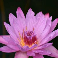 熱帯スイレン,熱帯スイレン,熱帯スイレン,素敵な出会いに感謝,胸キュンの画像