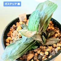 ガステリア錦,ガステリア,植物男子ベランダー,リビング・ダイニングの画像