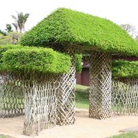 ベンジャミン,ベンジャミン,ベンジャミン,ベンジャミン,ビオスの丘の画像