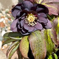 クリスマスローズ,クリスマスローズ,マツバギク,マツバギク,フユボタンの画像