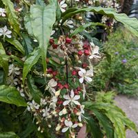 ソテツ,モミジ,紅葉,カエデ,クラリンドウの画像