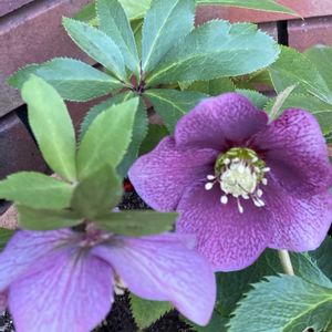 クリスマスローズ,クリスマスローズ,レンガ,今日のお花の画像