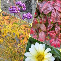 ガザニア,コムラサキ,雪柳,オタフクナンテン,花のある暮らしの画像