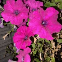 サフィニア,鉢植え,濃いピンクの花,玄関アプローチの画像