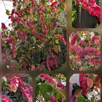 サザンカ,ナンテン,ナンテン,サンザシ,コエビソウの画像