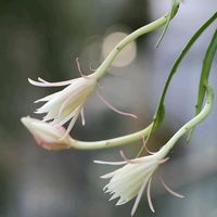 クジャクサボテン,八方美人,月下美人　げっかびじん,クジャクサボテン　八方美人の画像