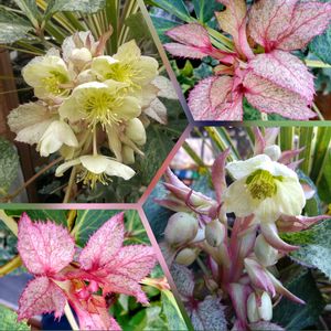 クリスマスローズ,クリスマスローズ,クリスマスローズ,ヘレボルス,クリスマスローズ ステルニーの画像