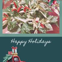 観賞用トウガラシ,観賞用トウガラシ 斑入り,観賞用トウガラシウチュウクリームレッド,クリスマス,観葉植物の画像