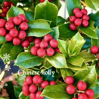 グレビレア,シロタエギク,クリスマスホーリー,クロガネモチ,散歩道の画像