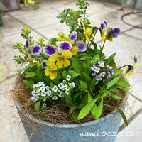 アリッサム,ロータスブリムストーン,プラチナロータス　スコール,ファンシーブルーラビット,ビオラ　ファンシーブルーラビットの画像