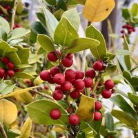 西洋ヒイラギ,西洋柊(クリスマスホーリー),メリークリスマス ☆,今日も笑顔で♡,チーム愛知の画像