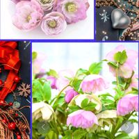 皇帝ダリア,皇帝ダリア,八重咲きクリスマスローズ,八重咲きクリスマスローズきまぐれピンク,クリスマスの画像