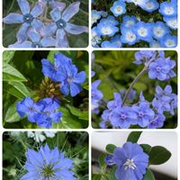 アメリカンブルー,シノグロッサム,ニゲラ,ネモフィラ,ブルースターの画像