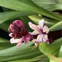 吉祥草,キチジョウソウ(吉祥草),開花,可愛い,毎年恒例の画像