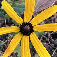 エキナセア,お出かけ先にての画像