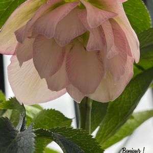 ピンクワールドへ ようこそ,菅原園芸,マイ・クリスマスローズ,tom' world,バルコニー/ベランダの画像