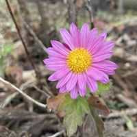 キク,マツバギク,近所の画像