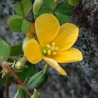 カタバミの画像