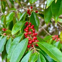 ノイバラ,ナナミノキ,クロガネモチ,木の実,山野草の画像