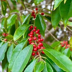 ノイバラ,ナナミノキ,クロガネモチ,木の実,山野草の画像
