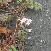 宿根バーベナの画像