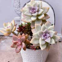 多肉,桜牡丹,桜牡丹,多肉植物 寄せ植え,多肉植物の寄せ植えの画像