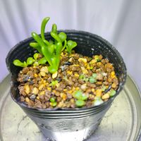 ダドレア・アッテヌアータ,多肉植物,実生,ダドレア,成長記録の画像