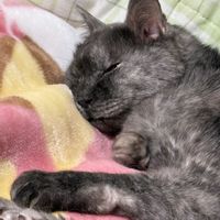 ユキワリソウ,ダイコン,ダイコン,温室,ニャンニャン祭りの画像