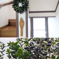 エキナセア,ドウダンツツジ,フロックス,ミセバヤ,ギンバイカの画像