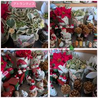 ポインセチア,アトランティス,多肉植物,かわいい,クリスマスの画像