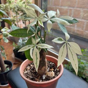 斑入り,実生,剪定,斑入りパキラの画像