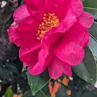 シレネ,椿の蕾,山茶花（サザンカ）,ミセバヤの紅葉。,コートダジュール(ノボタン)の画像