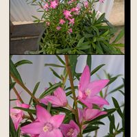 ストレプトカーパス,サザンクロス,木曜日は桃色の画像