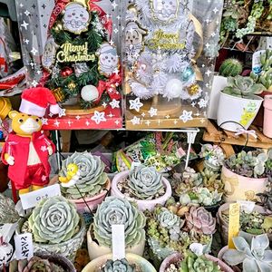 ローラ,四海波,はじまりの花,クリスマス,꒰ღ˘◡˘ற꒱かわゅ~の画像