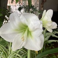 アマリリス,アマリリス,2025.12.25,2025.12.24,2025.12.20の画像