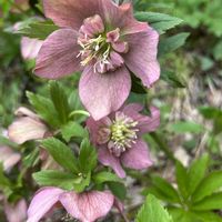 クリスマスローズ,シラネアオイ,今日のお花の画像