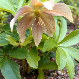 クリスマスローズ,クリスマスローズ,ハーブ,ドライ,クリスマスツリーの画像